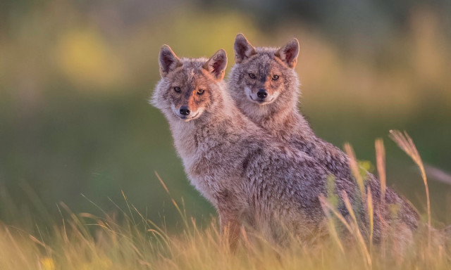 Pen&eacute;szgombam&eacute;rgeket mutattak ki a d&eacute;l-magyarorsz&aacute;gi aranysak&aacute;lok szervezet&eacute;ben