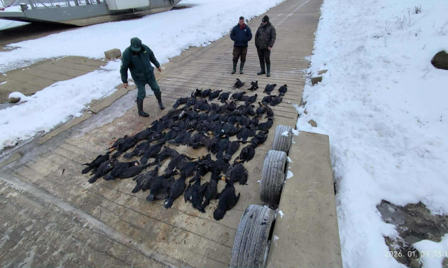 Rekordsz&aacute;m&uacute; kormor&aacute;n esett el a Tisz&aacute;n, betelt a kil&ouml;v&eacute;si keret