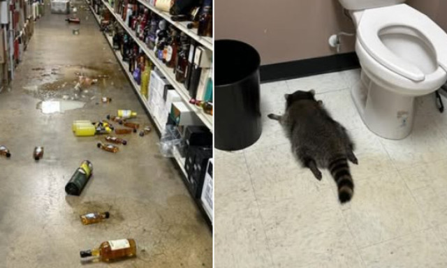 Bet&ouml;rt a kisk&ouml;z&eacute;rtbe egy mos&oacute;medve, leitta mag&aacute;t, sz&eacute;tverte a boltot, majd kiny&uacute;lva el&aacute;jult a v&eacute;c&eacute; mellett