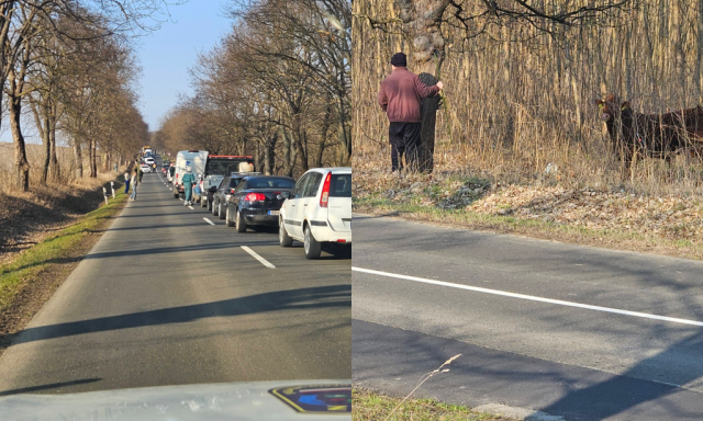 Elszabadult egy bika N&oacute;gr&aacute;dban, fell&ouml;k&ouml;tt egy gyereket is