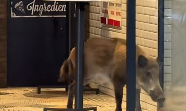 Leszaladt a metr&oacute;ba egy vaddiszn&oacute; Budapesten - V&eacute;g&uuml;l egy vad&aacute;sz lőtte ki