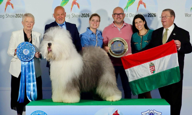 Magyar bobtail lett a vil&aacute;g legszebb kuty&aacute;ja Bologn&aacute;ban