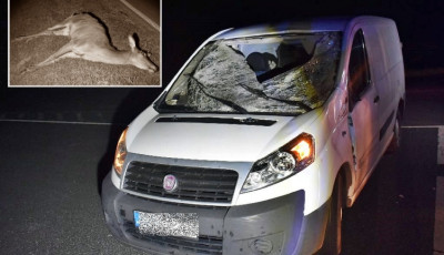 Cs&uacute;nya vadbaleset, a sofőr is megs&eacute;r&uuml;lt az &uuml;tk&ouml;z&eacute;stől