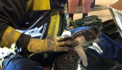 G&eacute;pj&aacute;rmű motorter&eacute;be szorult egy macska vas&aacute;rnap este Győrben