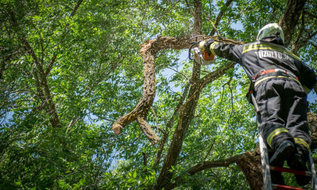 &Oacute;vod&aacute;sokat &eacute;s j&aacute;r&oacute;kelőket vesz&eacute;lyeztetettek f&aacute;r&oacute;l lehasadt, l&oacute;g&oacute; &aacute;gak Felp&eacute;cen