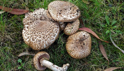 Ehető, de ritka &eacute;s v&eacute;dett fajta lett a 2026-os &eacute;v gomb&aacute;ja