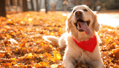 Figyelem, gazdik! - A gesztenye komoly vesz&eacute;lyt jelent a kuty&aacute;kra