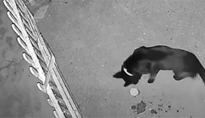 Zavarta a kutya ugat&aacute;sa, fagy&aacute;ll&oacute;s &eacute;tellel m&eacute;rgezte meg - VIDE&Oacute;