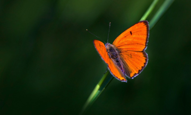 Az &eacute;v lepk&eacute;je 2026-ban a nagy tűzlepke