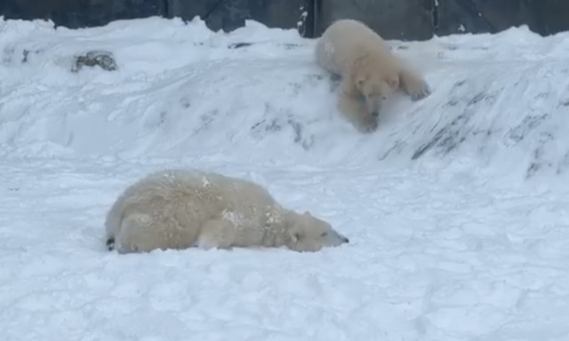 Elősz&ouml;r l&aacute;ttak havat a ny&iacute;regyh&aacute;zi jegesmedvebocsok &ndash; VIDE&Oacute;