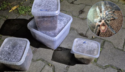 Mad&aacute;rp&oacute;kok a kuk&aacute;ban - Horrorfilmbe illő meglepet&eacute;s &eacute;rte a krakk&oacute;i utcaseprőt