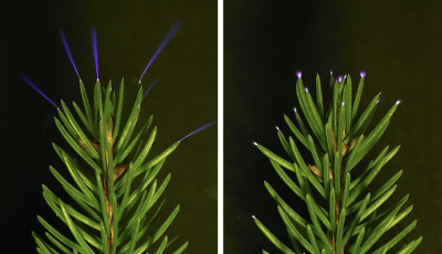 Elősz&ouml;r r&ouml;gz&iacute;tett&eacute;k a f&aacute;kon megjelenő koronakis&uuml;l&eacute;seket zivatar k&ouml;zben