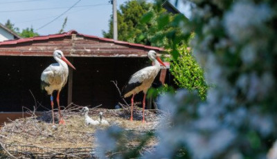 Kilencedszer tért vissza Afrikából röpképtelen párjához Szofi - VIDEÓ