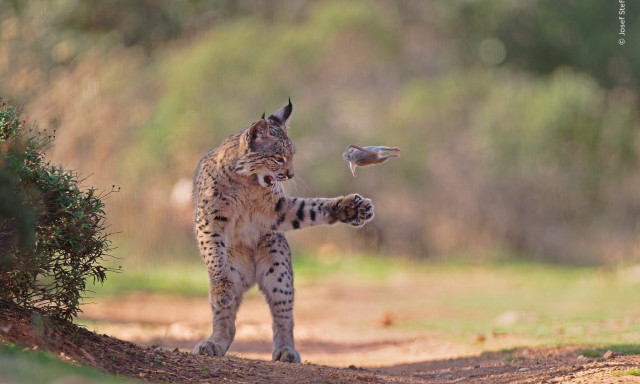 Egy osztr&aacute;k fot&oacute;s&eacute; lett a vil&aacute;g legjobb term&eacute;szetfot&oacute;ja