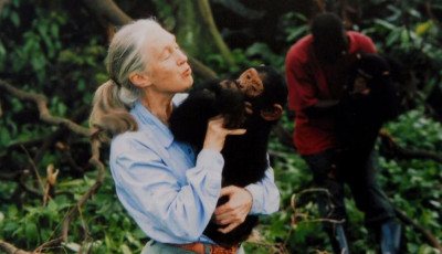 Elhunyt Jane Goodall, a vil&aacute;g egyik legismertebb etol&oacute;gusa