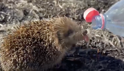 A marad&eacute;k viz&uuml;kből itatt&aacute;k meg a szomjaz&oacute; s&uuml;nit a tűzolt&oacute;k - VIDE&Oacute;