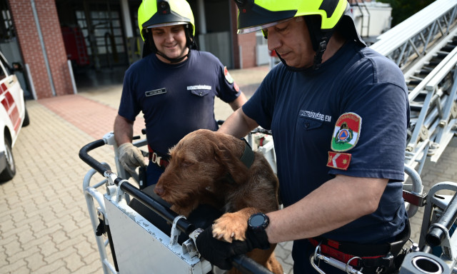 &Iacute;gy szoktatj&aacute;k a magyar tűzolt&oacute;k kuty&aacute;ikat a magass&aacute;ghoz
