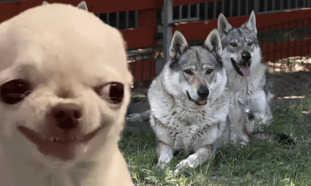 A bullmasztiff semennyire, na de a csivava&hellip; - Ezek a kutyafajt&aacute;k a legink&aacute;bb farkasok