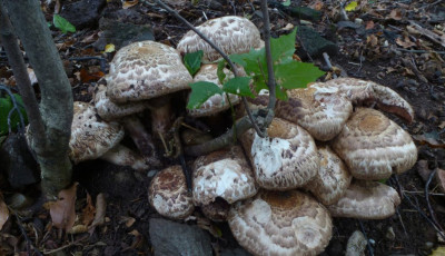 Csokorban nő, m&eacute;gis ritka: ez a fajta nyerte el a Magyarorsz&aacute;g &Eacute;v Gomb&aacute;ja 2026 c&iacute;met