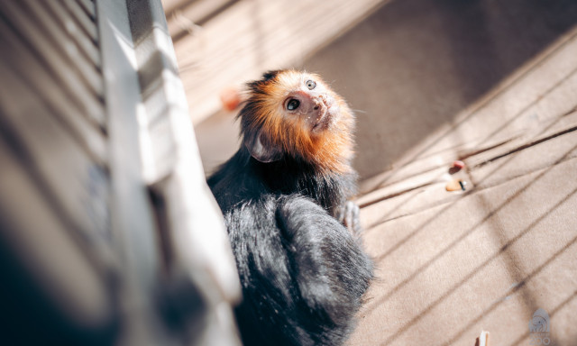 A Főv&aacute;rosi &Aacute;llatkert P&aacute;lmah&aacute;z&aacute;ba k&ouml;lt&ouml;zik a NAV &aacute;ltal lefoglalt oroszl&aacute;nmajom