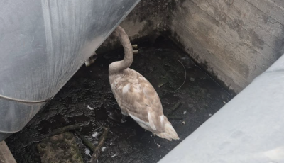 Hatty&uacute; szorult t&aacute;vhővezet&eacute;k al&aacute; Győrben