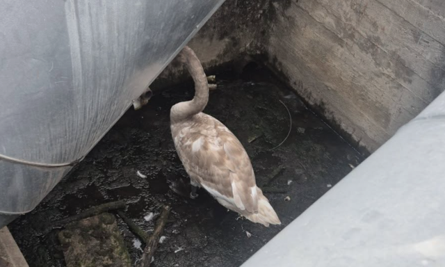 Hatty&uacute; szorult t&aacute;vhővezet&eacute;k al&aacute; Győrben